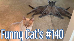 Смешные коты #140