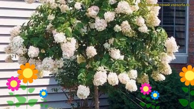 Гортензия метельчатая на штамбе Лаймлайт. Краткий обзор, описание hydrangea paniculata Limelight смотреть онлайн