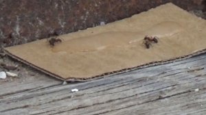 Как избавится от Лесных муравьёв  - Часть вторая-Жизнь в Деревне