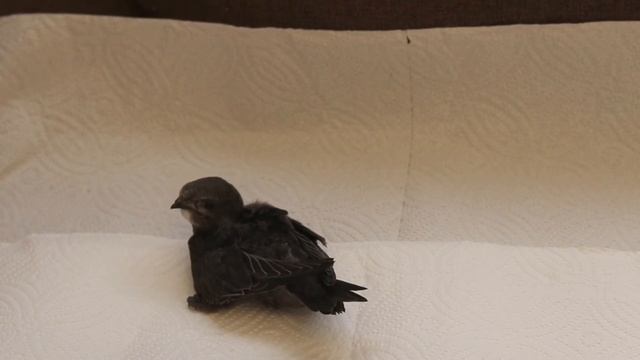 Стриж-малыш. Выкармливаем птенца смотреть онлайн