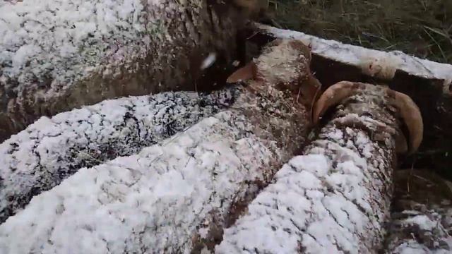 Бараны 5-6 мес на мясо и на племя. смотреть онлайн