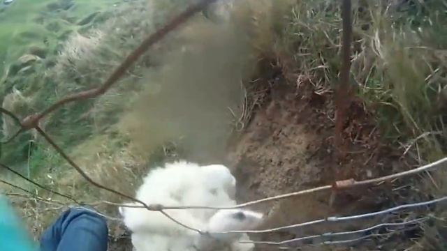 Спасли овечку)) смотреть онлайн