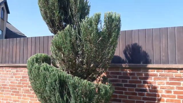 #хвойные #стрижкахвойныхрастений #стрижкаможжевельника #топиар Стрижка можжевельника. Топиар в саду смотреть онлайн