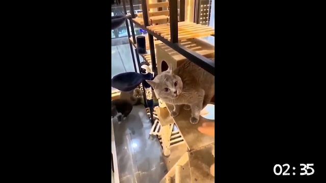 Пять минут с котами. Приколы с животными. кошками. Funny video