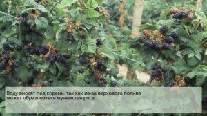 Как правильно поливать ежевику летом