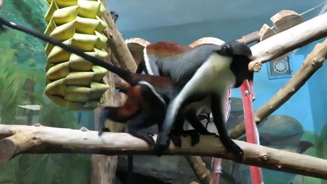 У мартышек диана свои развлечения 04.03.2021 смотреть онлайн