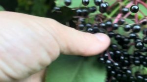 БУЗИНА ЧЕРНАЯ • РУБРИКА ЛЕКАРСТВЕННЫЕ ТРАВАЫ•