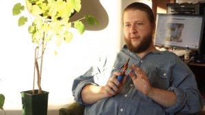 Шелковичный FAQ: А вдруг саженец окажется мужским растением?