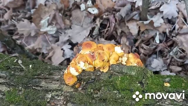 ‼️СБОР ГРИБОВ В ПОСЛЕДНИЕ ДНИ ОСЕНИ‼️ смотреть онлайн