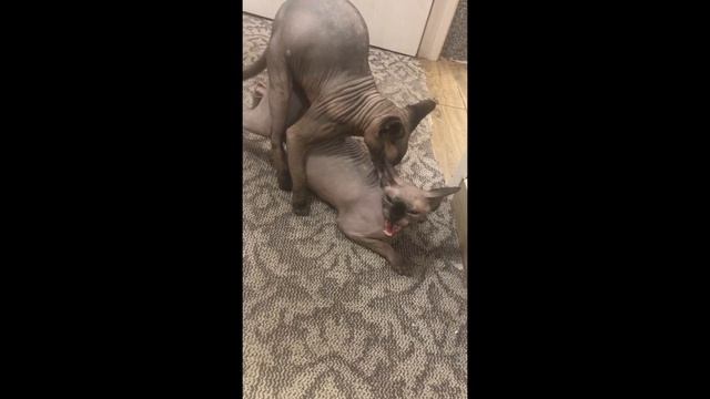 Вязка сфинксов ! От и До ! Sphinx mating