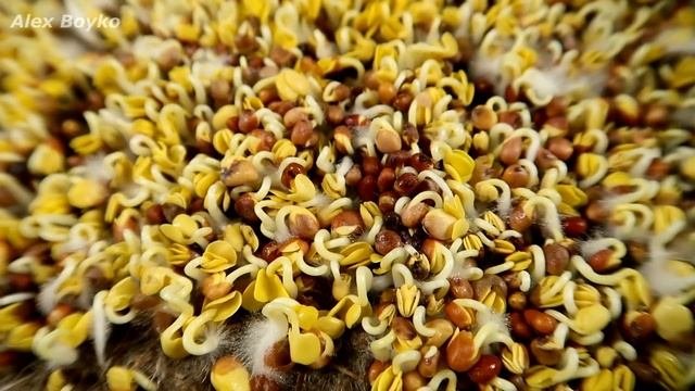 КАК ВЫРАСТИТЬ СЬЕДОБНУЮ МИКРОЗЕЛЕНЬ ДОМА ЗА 6 ДНЕЙ!