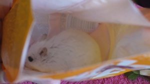 Опухоль у хомяка. что мы думаем о канале "Хомки" и "Вредина Лайф"