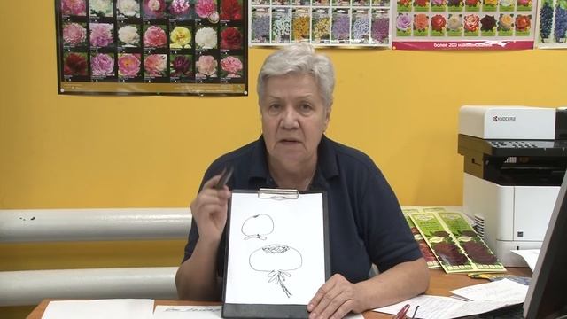 Голова садовая - Вершинная гниль на плодах томатов