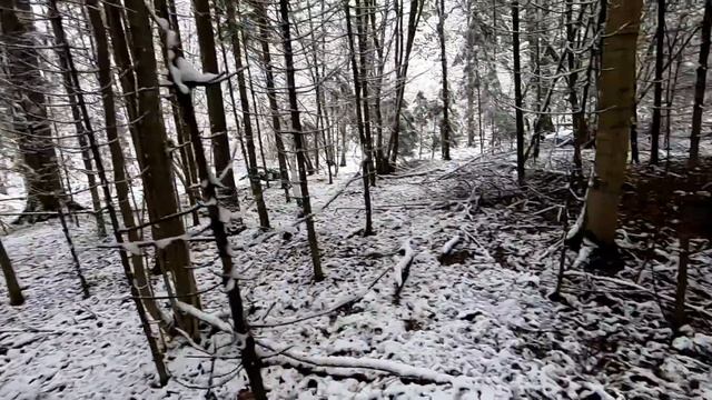 Загонная ОХОТА. СТРЕЛЫ. 5 декабря 2021г. смотреть онлайн