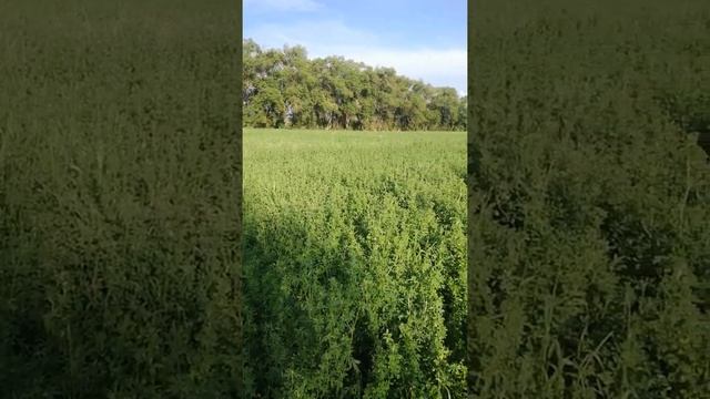 люцерна Джеа ,посев 14 апреля 2021 года смотреть онлайн