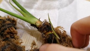 Реанимация взрослого антуриума.  Первый отчет.