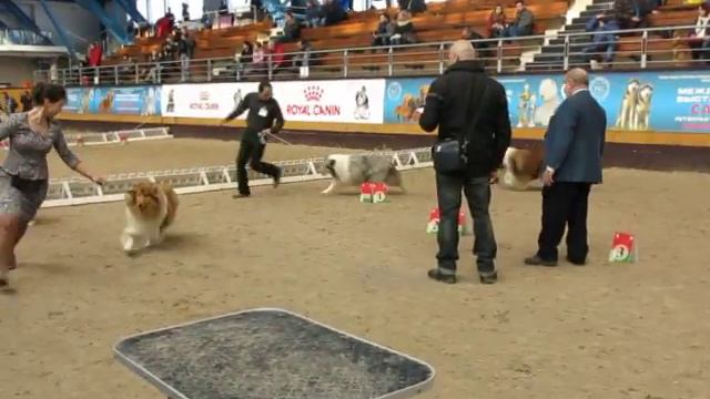 MVI 56671Минск, САСИВ 24-02-2018, колли, кобели,выбор ЛК, CACIB смотреть онлайн