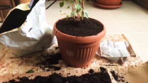 Спасение фикуса Бенджамина.