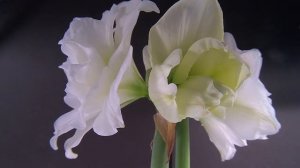 Hippeastrum alfresco flower bloom time lapse