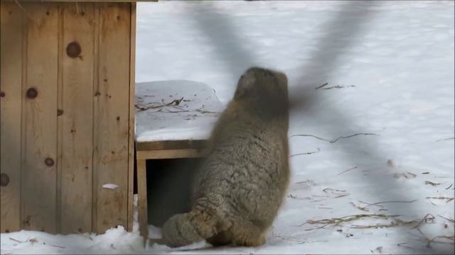 Манулы Ачи и Эмма привыкают друг к другу 20.02.2023 смотреть онлайн