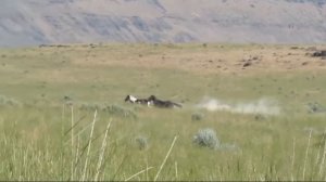 ЛОШАДИ  - Законы табуна