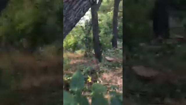 Вырубка леса в Славянском районе