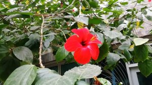 Выращивание Каркаде (Суданская роза) дерева в домашних условиях