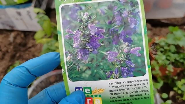 АПТЕКАРСКИЙ ОГОРОД сеем пряные травы. Моя коллекция МЯТЫ