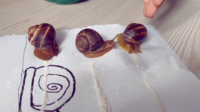 Улиточные бега...Чем все закончится?!?! Что едят улитки?