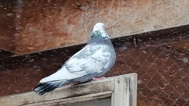 Зимний гон ,потери и возвраты. смотреть онлайн