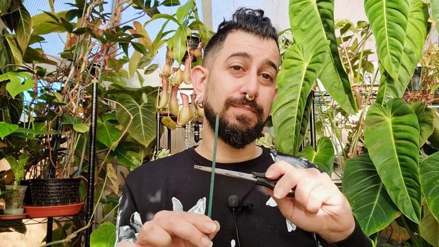 Ultimate Guide to Root Rot | Detection | Treatment | Rehab | Prevention смотреть онлайн