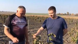 Фундук Тонда Ди Джиффони  Tonda Di Giffoni  ,  как сорт попал в "Шевченков сад"