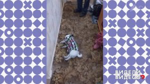 Мопс у двери. Видели видео? Фрагмент выпуска от 24.08.2018