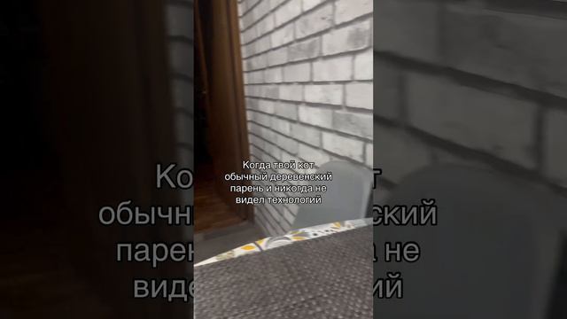 Кот в шоке