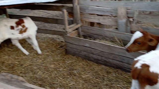 Купили быка. Лечу теленка от поноса. Обработка телят. смотреть онлайн