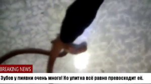 Поймал ПИЯВКУ в реке. Кормление пиявки дождевыми червями