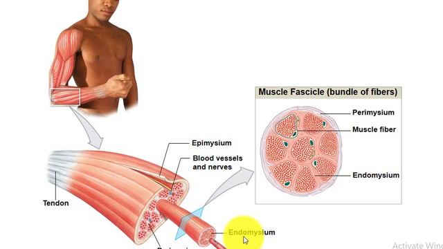 10- Muscle Tissue смотреть онлайн