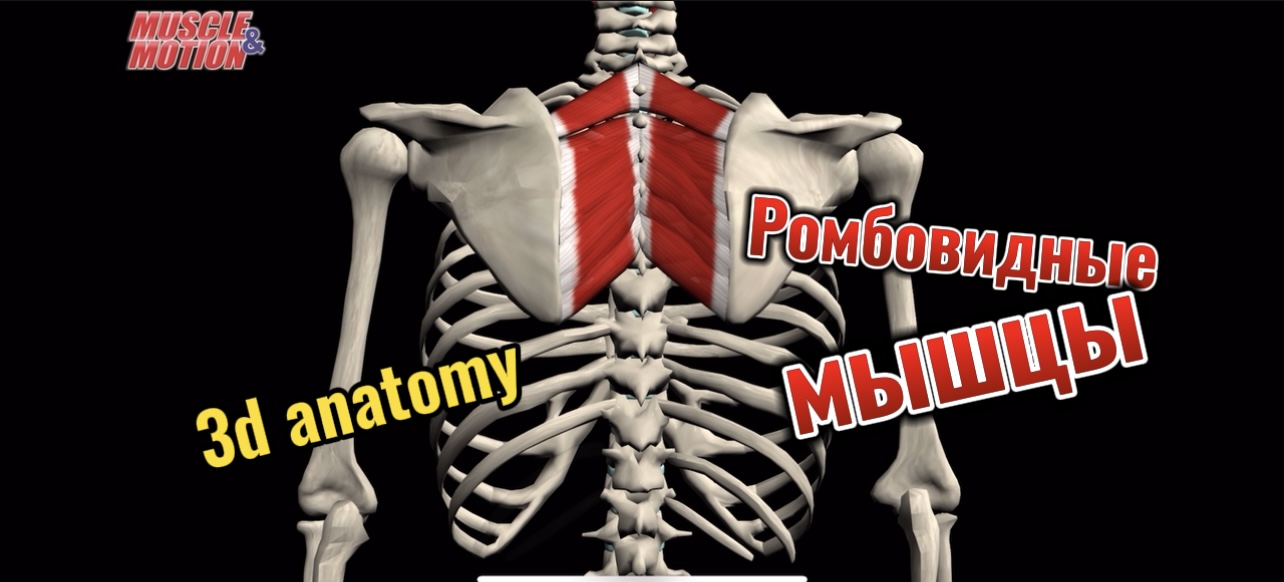 3d anatomy. Ромбовидные мышцы,