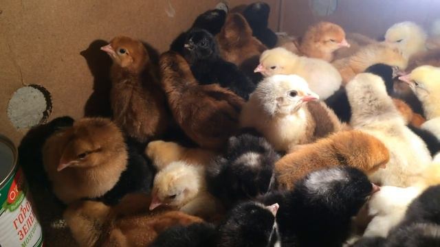 Итоги инкубации Доминант 109 и 459 смотреть онлайн