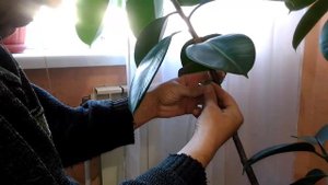 Как подвязать комнатные растения пэт бутылкой. How to tie indoor plants