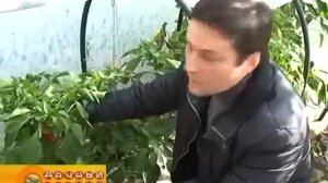 Применение агроволокна АГРОТЕКС для укрытия теплиц и парников