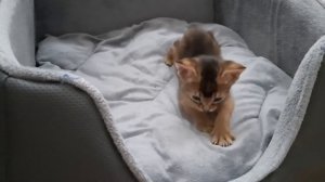 Абиссинские котята 1 месяц