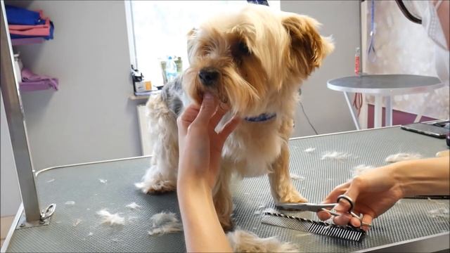 PetGroooming - Yorkie Grooming 71
