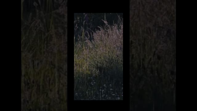 Весна. Луг. Дождь для расслабления и сна. Атмосфера релакса и умиротворения