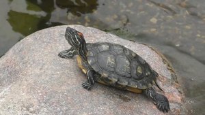 В гостях у водной черепахи