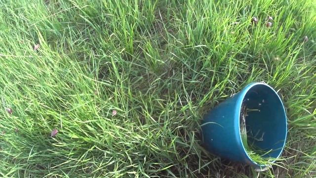 эх лук лучек поездка за полевым луком сбор лука