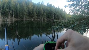 В этом коряжнике полно крупного карася. Рыбалка на карьере с затопленным лесом