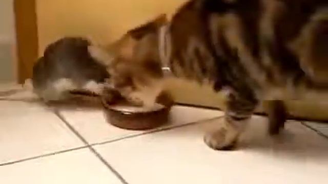 Кот и крыса вместе пьют смотреть онлайн