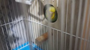 признаки размножения волнистых попугаев 😉😉😉
