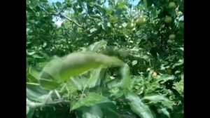 Обзор летнего сорта яблони Женева Ерли, на конец июня